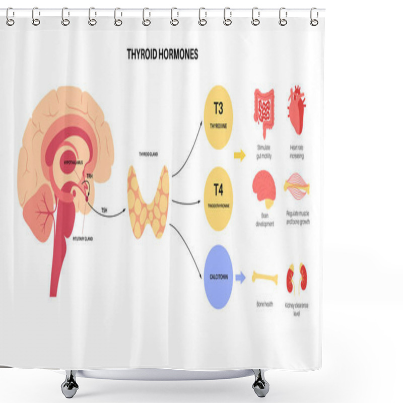 Personality  Thyroid Hormones Diagram Shower Curtains