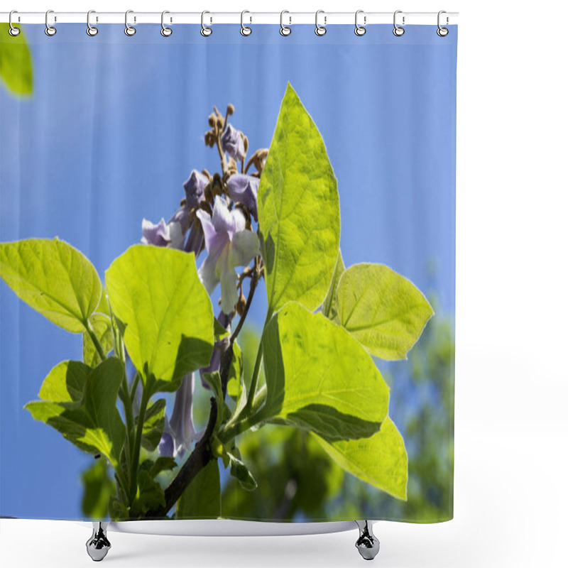 Personality  Paulownia Tomentosa Ornamental Flowering Tree, Branches With Green Leaves, Seeds And Violet Bell Springtime Flowers Against Blue Sky Shower Curtains