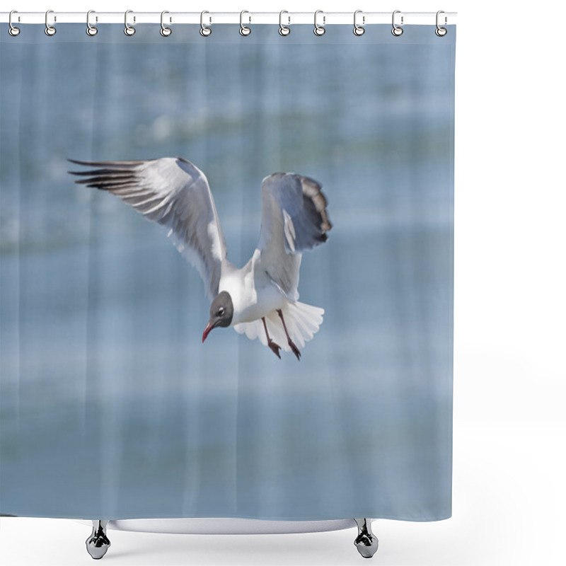 Personality  Laughing Gull In Flight Shower Curtains