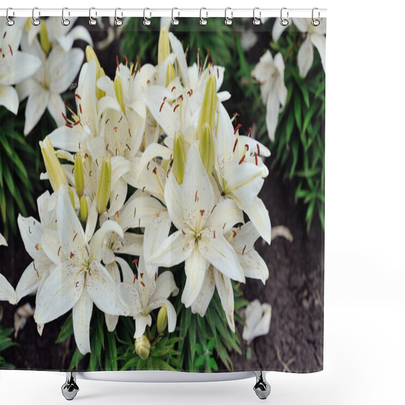 Personality  Lily Flowers In A Garden Shower Curtains