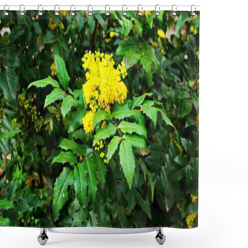 Personality  Flowering Mahonia Aquifolium (Oregon Grape). Yellow Branch Of Blossoming Mahonia In Springtime. Shower Curtains