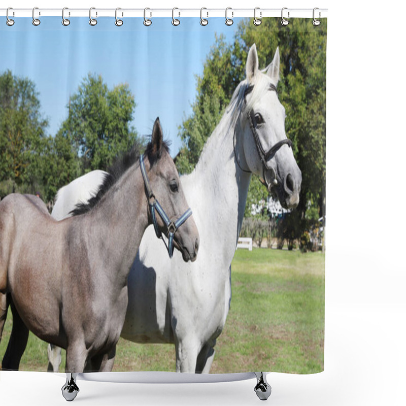 Personality  Young Mare And His Foal Show Off Their Skills On A Beautiful Summer Day, Equestrian Atmosphere Shower Curtains