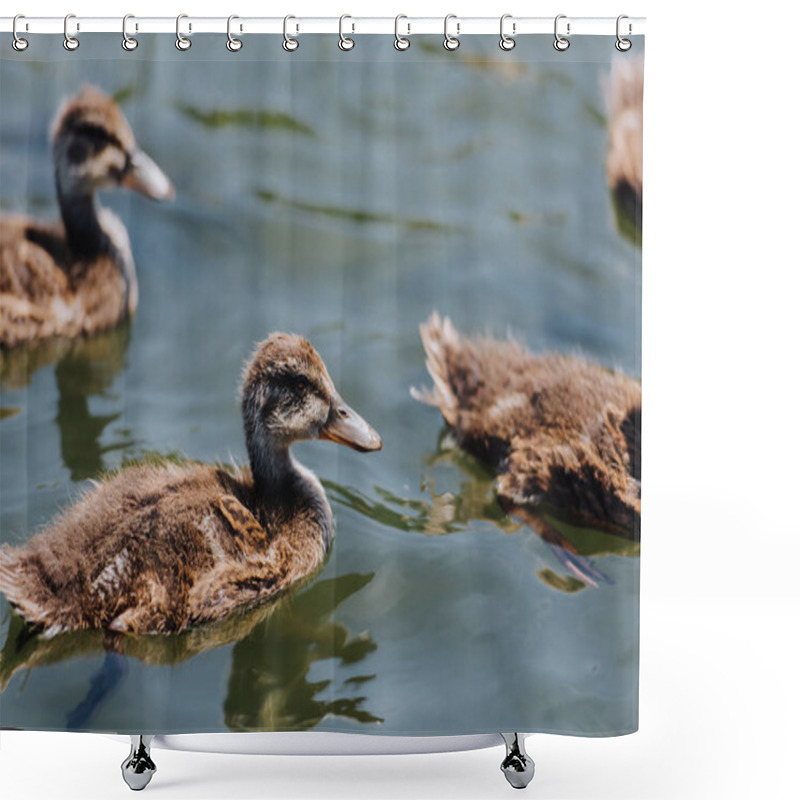 Personality  Selective Focus Of Ducklings Swimming In Water  Shower Curtains