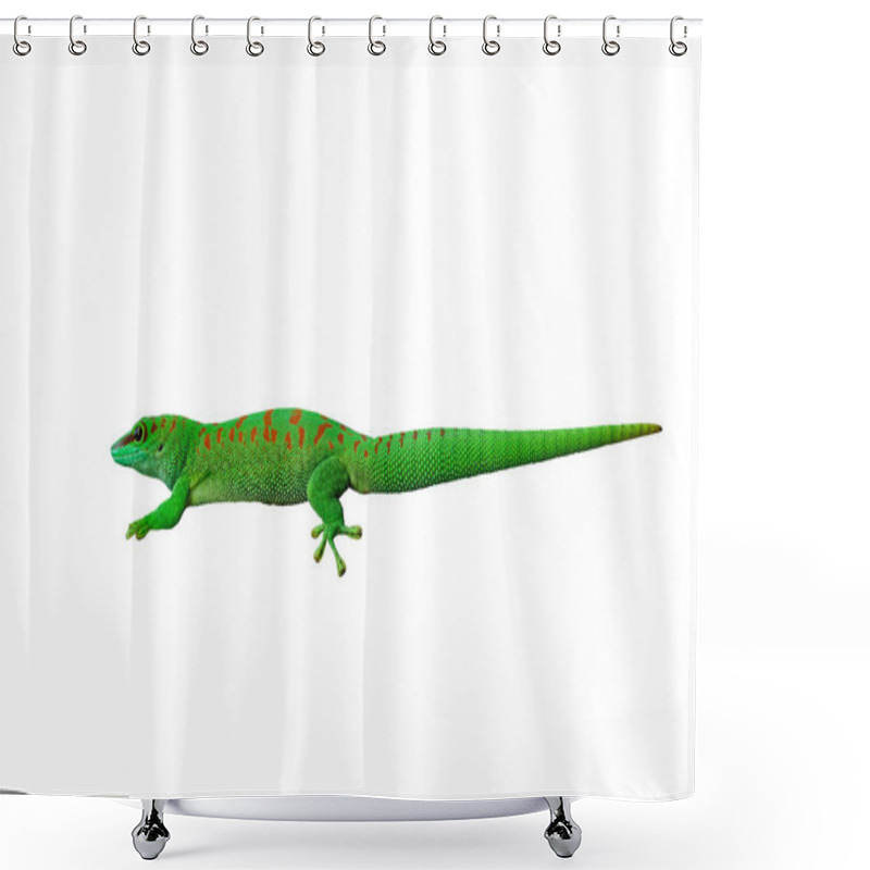 Personality  Madagascar Giant Day Gecko Isolated On White Background Shower Curtains