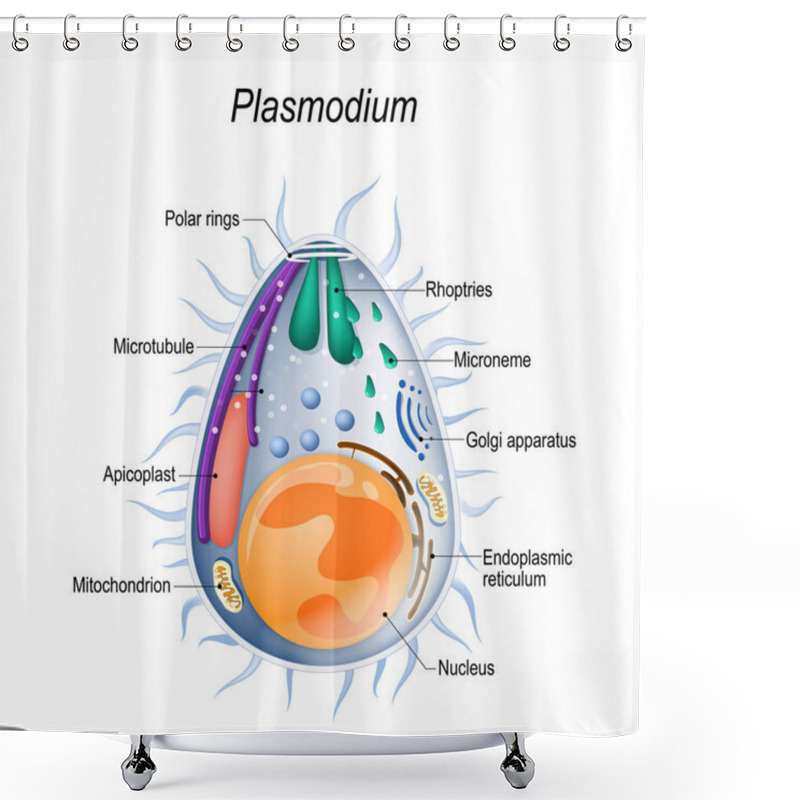 Personality  Plasmodium Is The Malaria Parasite, Is A Large Genus Of Parasitic Protozoa. Infection With These Protozoans Is Known As Malaria, A Deadly Disease. Diagram Of Plasmodium Merozoites  Structure. Vector Illustration For Medical, Educational And Science Shower Curtains