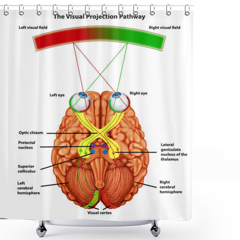 Personality  Visual Projection Pathway Anatomy Illustration Shower Curtains