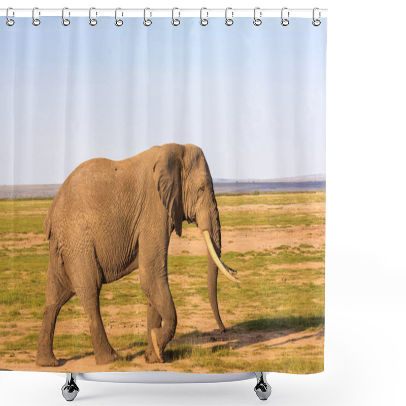 Personality  Very Big Elephant In The Savanna. Amboseli, Kenya Shower Curtains