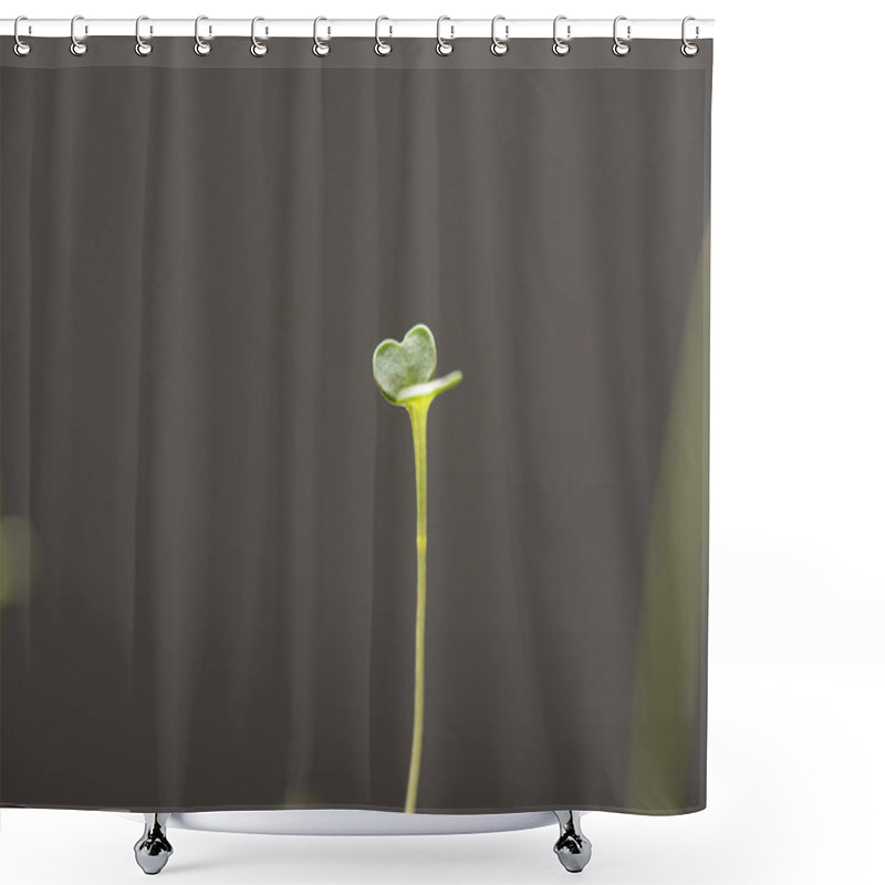 Personality  Selective Focus Of Microgreen With Green Leaves Isolated On Grey  Shower Curtains