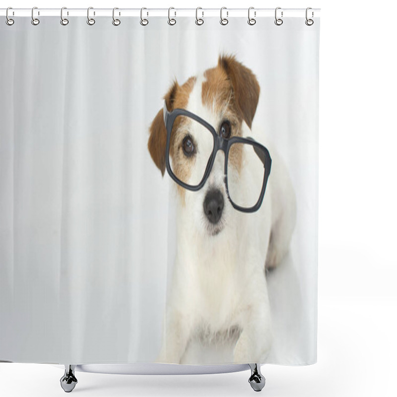 Personality  FUNNY AND INTELLECTUAL JACK RUSSELL DOG WEARING GLASSES ISOLATED ON WHITE BACKGROUND Shower Curtains