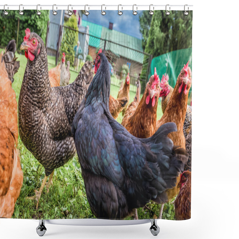 Personality  Chickens In Poland Shower Curtains