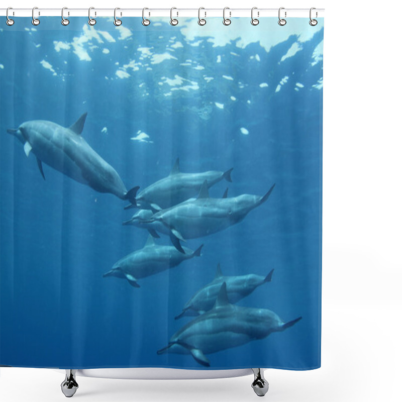 Personality  Spinner Dolphin Shower Curtains