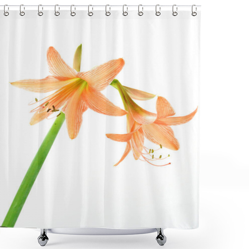 Personality  Orange Amaryllis Flower Blooms In Springtime On White Background Shower Curtains