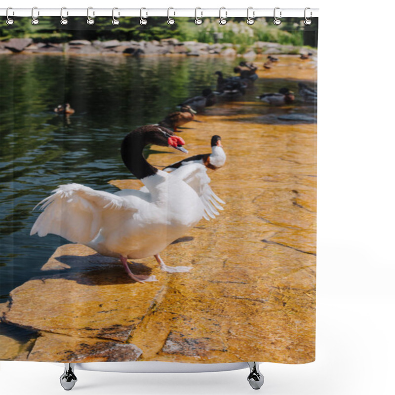 Personality  Selective Focus Of Swan With Straightened Wings And Ducks On Shallow Water Shower Curtains