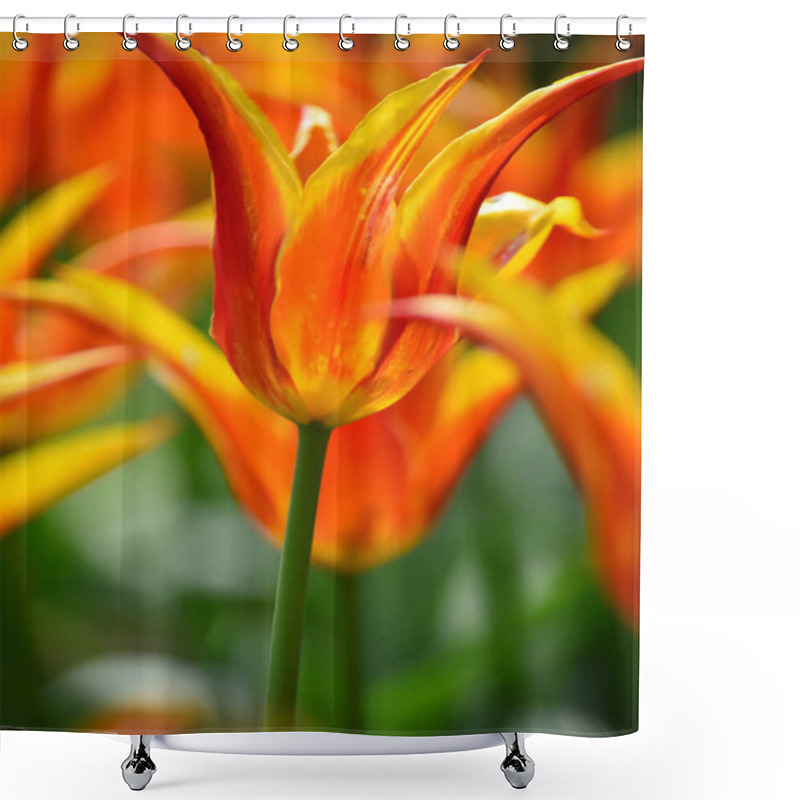 Personality  Ballerina Tulips At Windmill Island Tulip Garden Shower Curtains