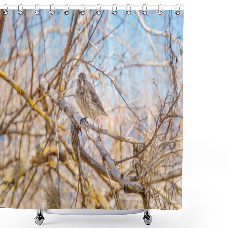 Personality  Gray Warbler-Finch Certhidea Fusca Cinerascens Foraging On Espanola Island, Galapagos Shower Curtains