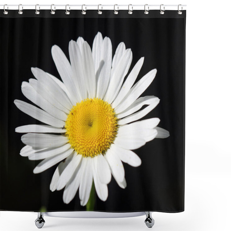 Personality  Chamomile Flower Shower Curtains