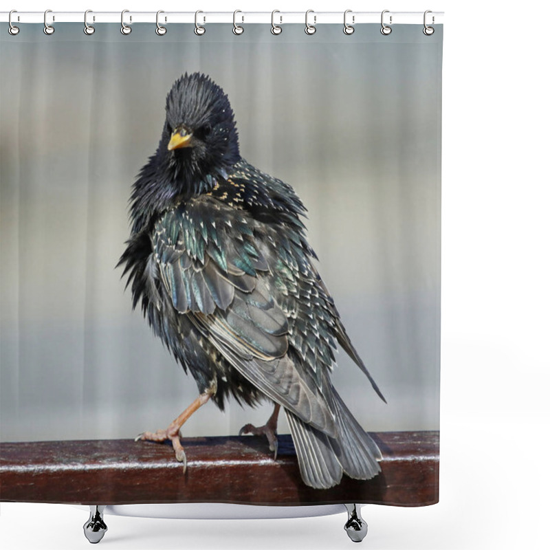 Personality  Starlings Basking In Some Spring Sunshine Shower Curtains