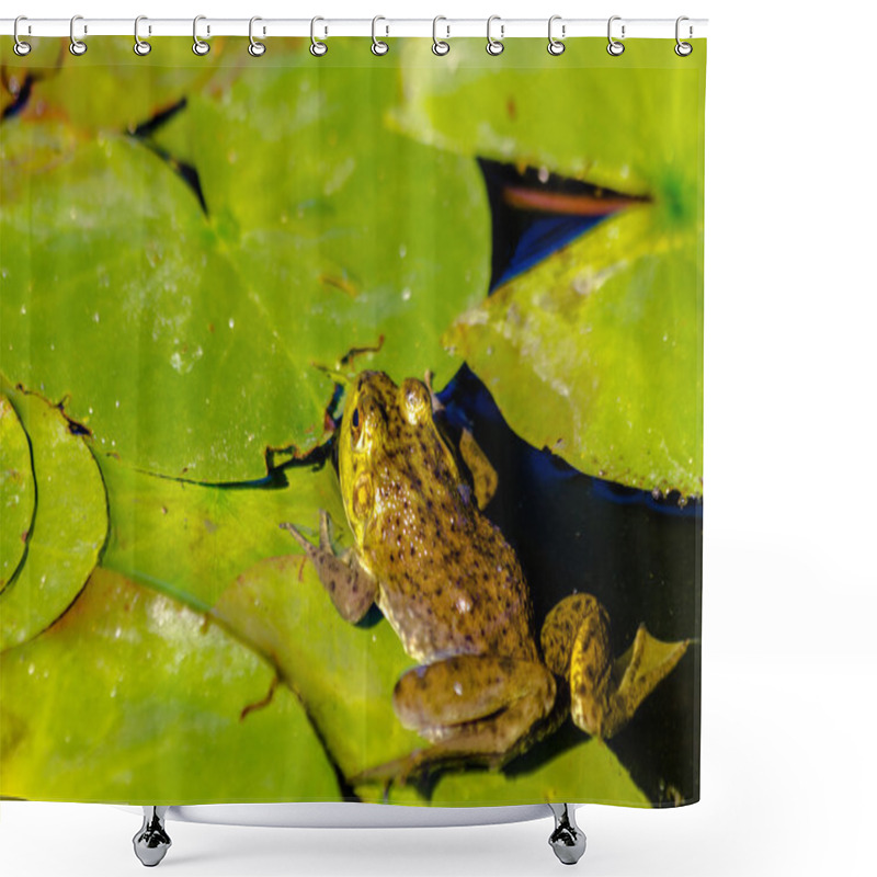 Personality  Northern Green Frog In Water Shower Curtains