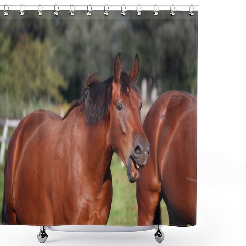 Personality  Brown Horse Laughing Out Loud Shower Curtains