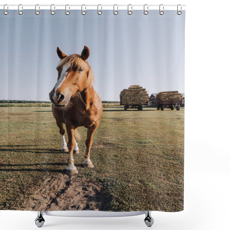 Personality  Rural Scene With Beautiful Brown Horse Grazing On Meadow At Ranch Shower Curtains