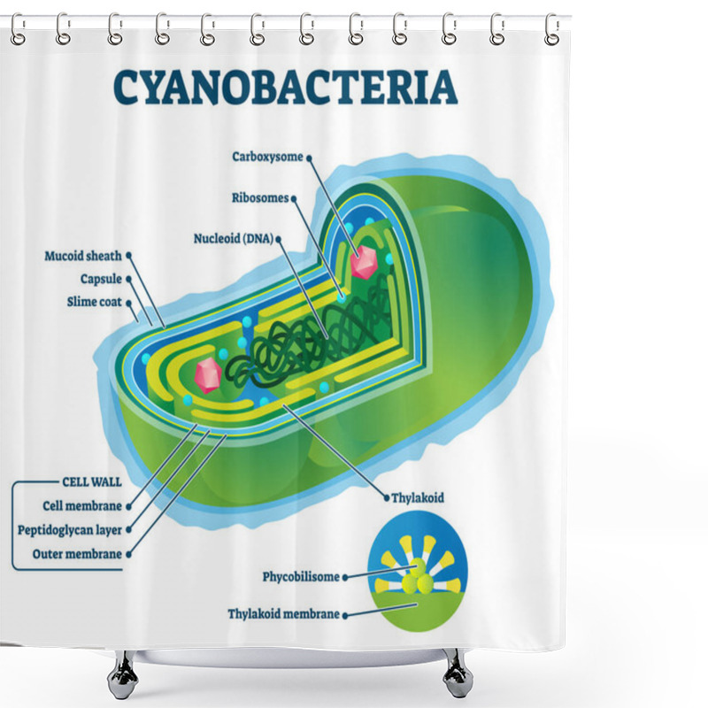 Personality  Cyanobacteria Vector Illustration. Labeled Bacteria Internal Structure Scheme Shower Curtains