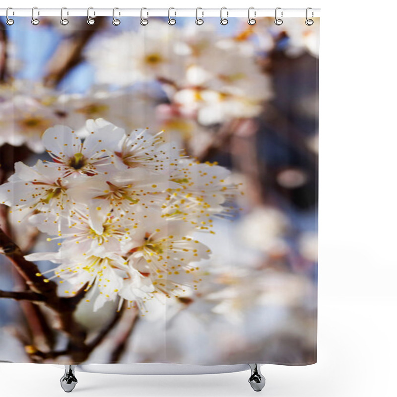 Personality  Cherry Tree, White Cherry Blossoms In Nobeoka Miyazaki Japan Shower Curtains