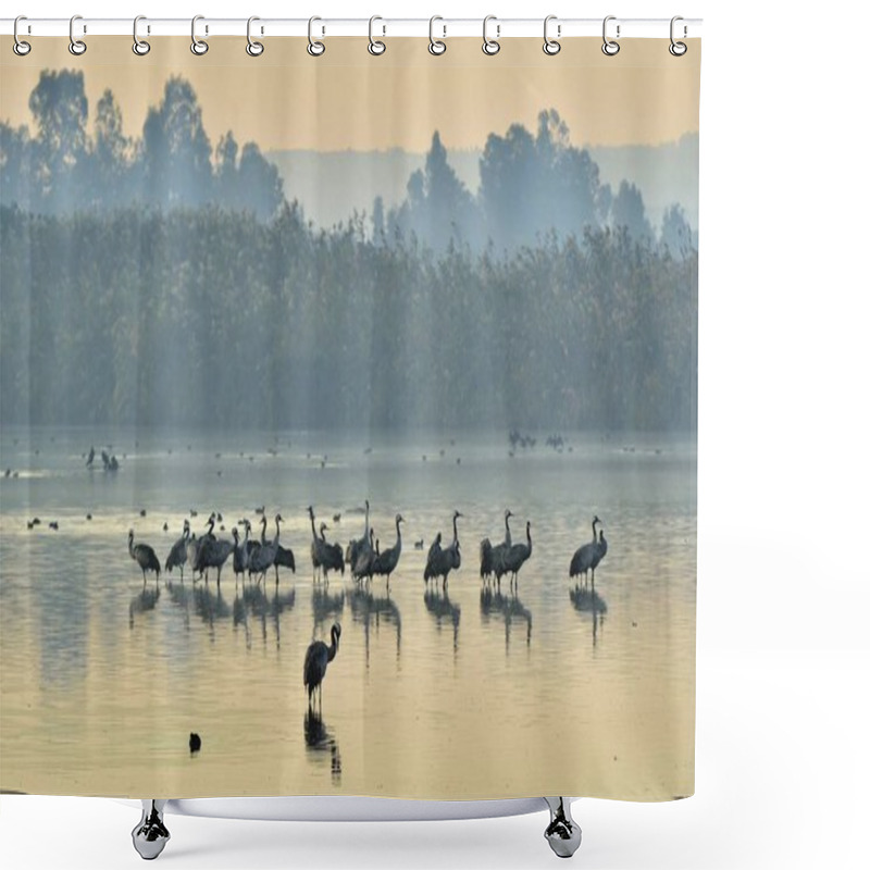 Personality  Cranes Flock At Sunrise Lake. Morning Landscape Of Hula Valley Reserve. Major Stopover For Birds Migrating Between Africa, Europe And Asia. North Of Israel.  Common Crane, Grus Grus, Eurasian Crane. Shower Curtains