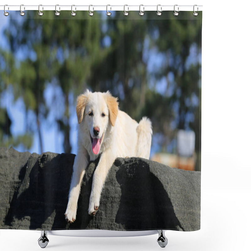 Personality  Photo Of A Cute White Puppy On The Beach On A Sunny Day Shower Curtains