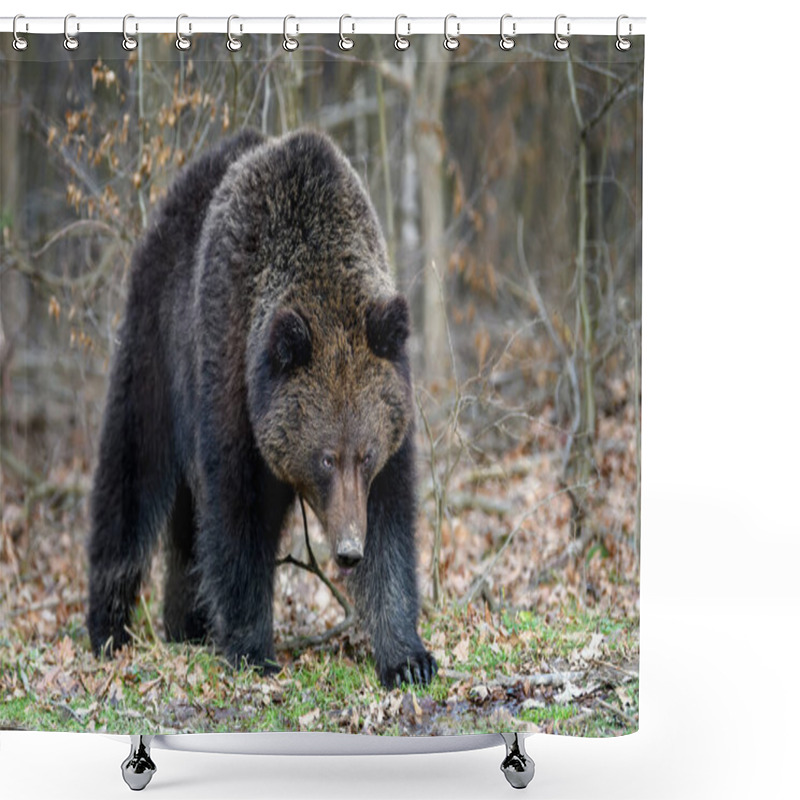 Personality  Close Wild Big Brown Bear Portrait In Forest. Danger Animal In Nature Habitat. Big Mammal. Wildlife Scene Shower Curtains