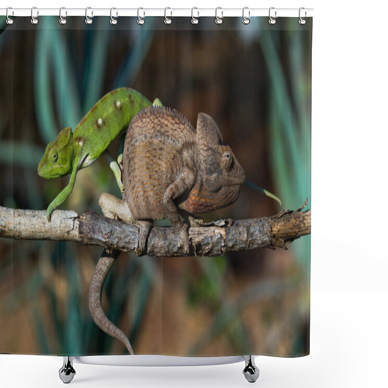 Personality  Chameleons Close Up Sitting Shower Curtains