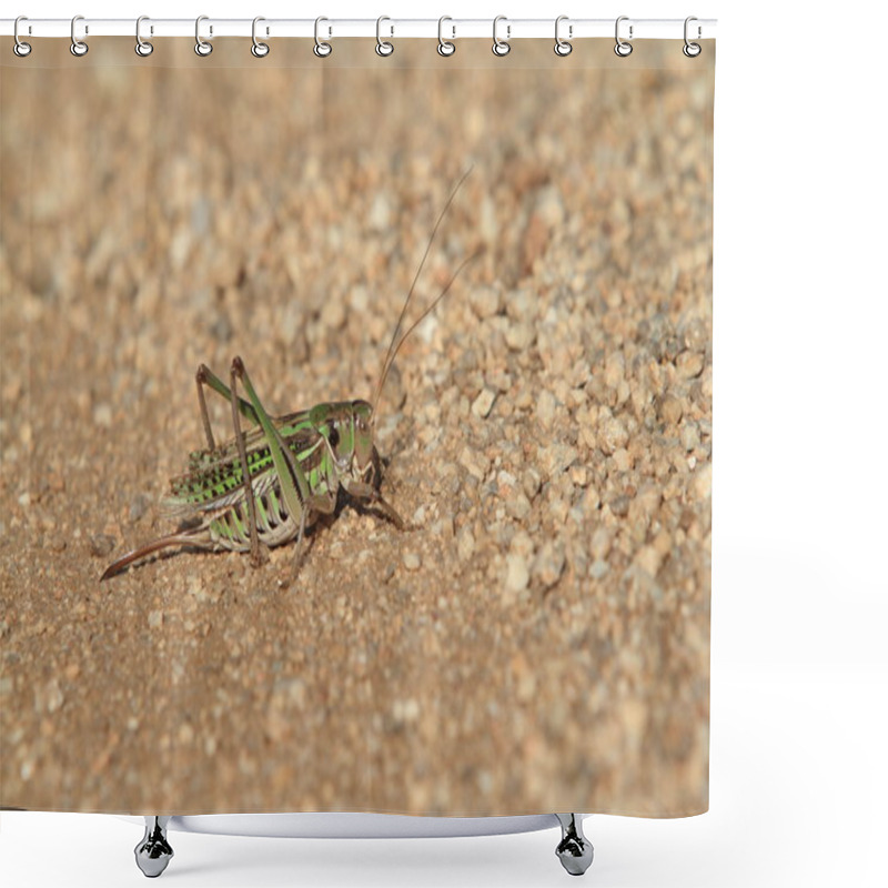 Personality  Grasshopper And Crickets Of Mongolia Shower Curtains