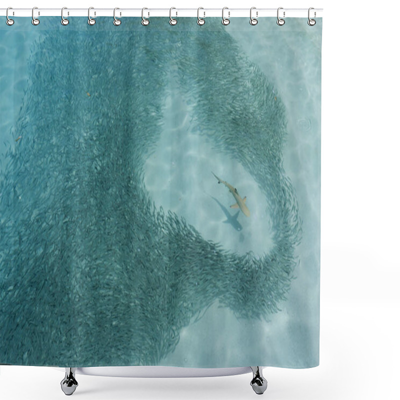 Personality  Reef Shark Moves Through A Shoal Of Fish Hunting Shower Curtains