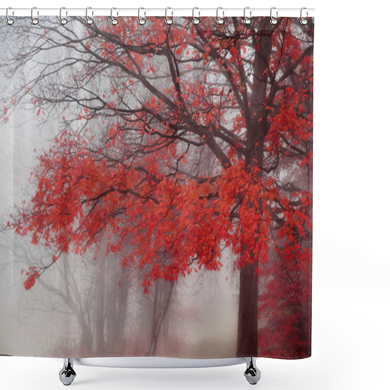 Personality  Misty Autumn Morning Trees Shower Curtains