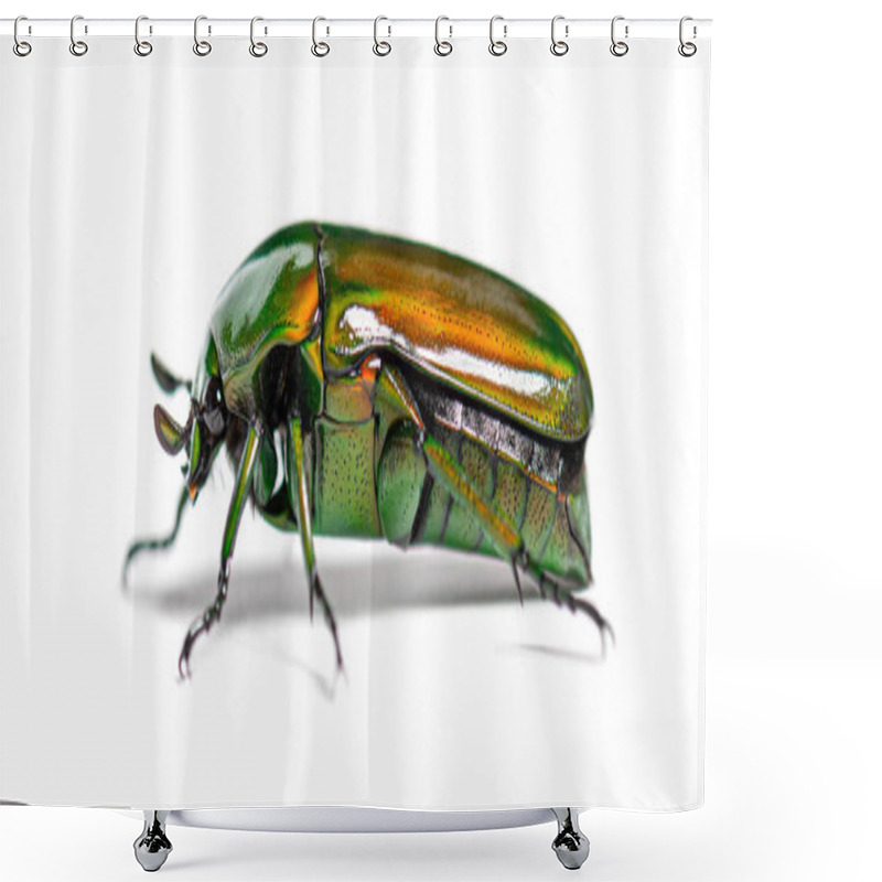 Personality  Green Flower Beetle, Chlorocala Africana, Isolated On White Shower Curtains