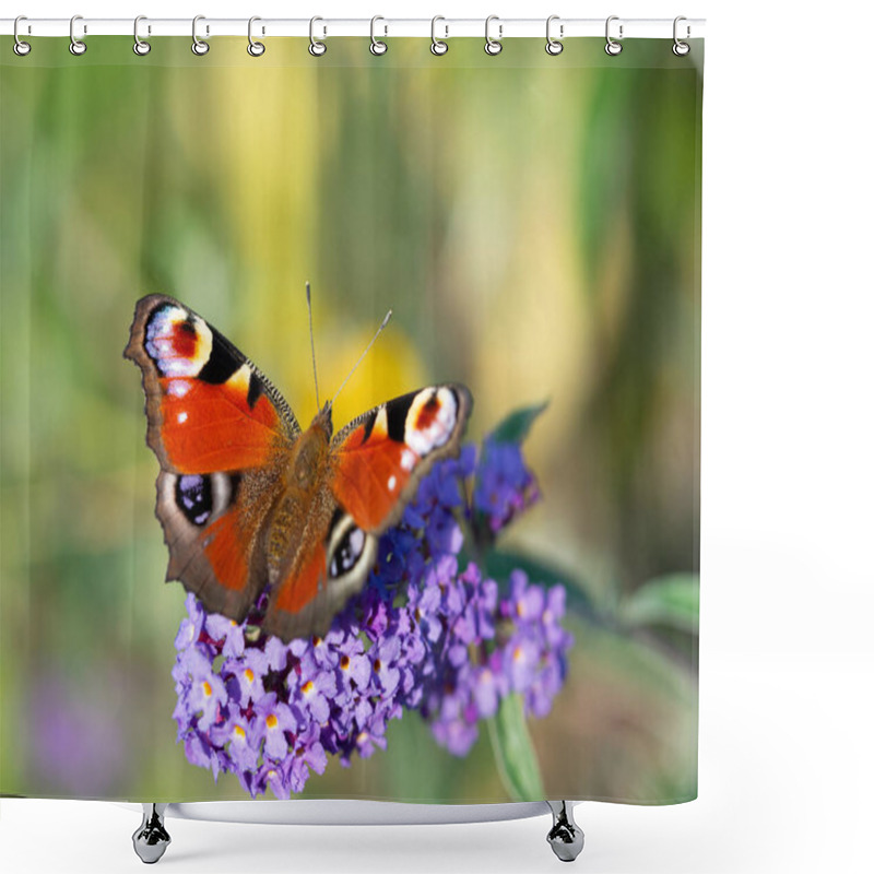 Personality  European Peacock Butterfly (Aglais Io) Sitting On Purple Blossom Of Buddleja Davidii Bush Shower Curtains