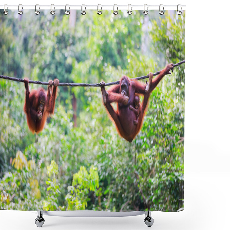 Personality  Orangutans From Sabah In Malaysian Borneo Shower Curtains