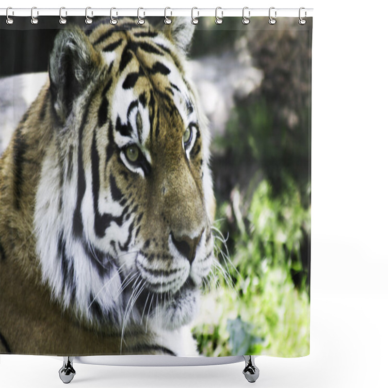 Personality  Siberian Tiger Shower Curtains