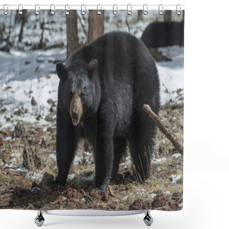 Personality  Black Bear Shower Curtains