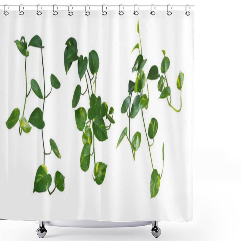 Personality  Set Of Hanging Heart-shaped Leaves Vine, Devil's Ivy, Golden Pothos, Isolated On White Background, Clipping Path Included. Shower Curtains