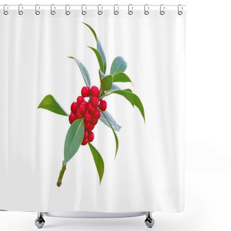 Personality  Ilex Aquifolium Christmas Decoration Plant Isolated On White. Christmas Holly Branch With Red Berries And Glossy Prickly Green Leaves. Shower Curtains