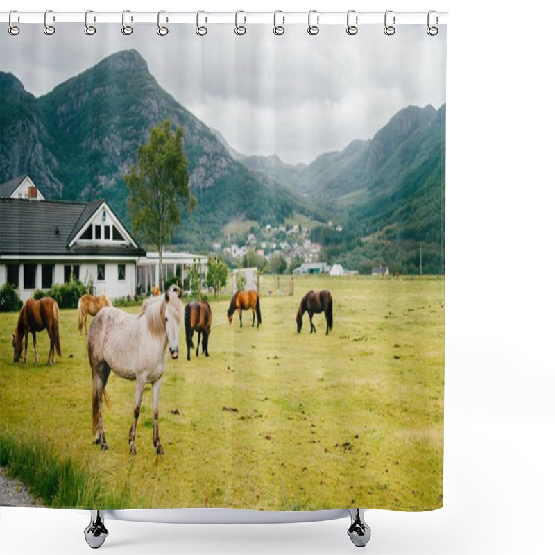 Personality  Wildlife In Norway. Scandinavian Fjord Beautiful Horses On Pasture Eat Grass On Field In Summer Rainy Weather. Cloudy Sky. Mountains On Background. Rocks. Funny Mammal Animals. Rural. Travel. Nature. Shower Curtains