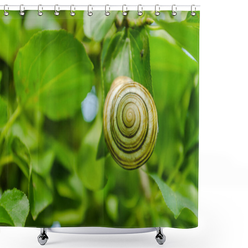 Personality  A Meadow Snail Shell On A Grass Stalk In A Field. Shower Curtains