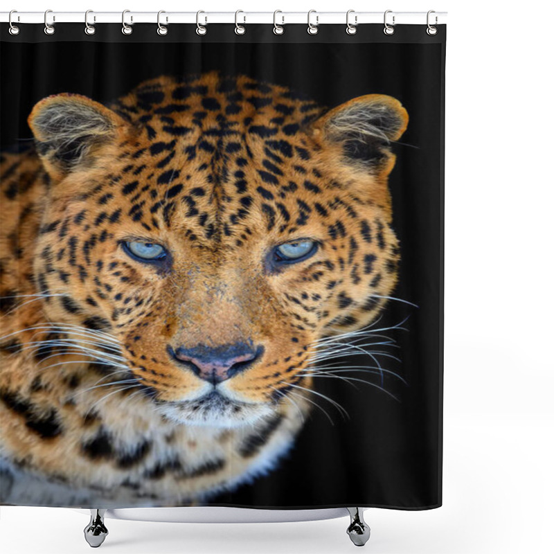 Personality  Close Up Beautiful Big Leopard Isolated On Black Background Shower Curtains