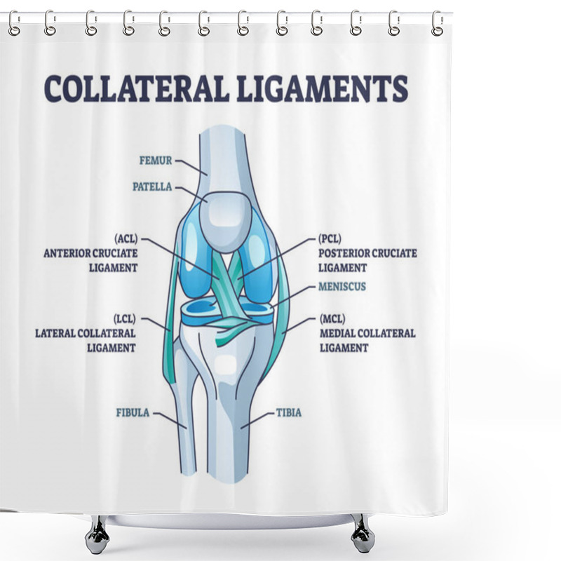 Personality  Collateral Ligaments With Knee Anatomical Skeletal Structure Outline Diagram. Labeled Educational Joint Part Description With Anterior And Posterior Cruciate Ligament Vector Illustration. Leg Anatomy Shower Curtains