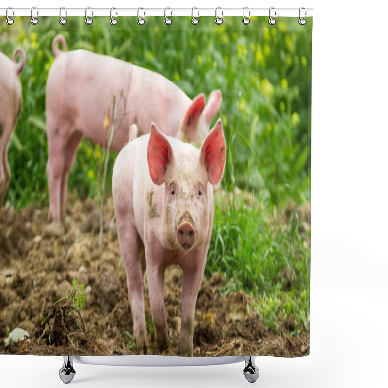 Personality  Little Piggy On The Field In Summer Shower Curtains