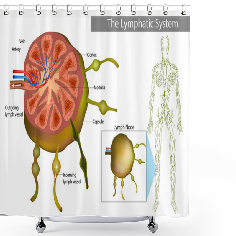 Personality  Lymphatic System. Lymph Node, Or Lymph Gland Is A Organ Of The Lymphatic System And The Adaptive Immune System. Shower Curtains