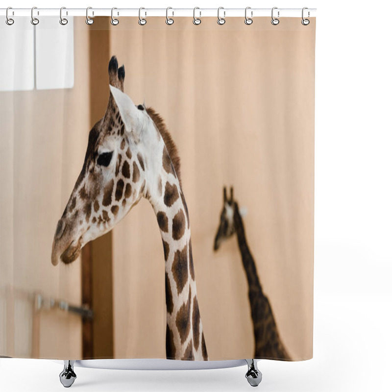 Personality  Cute And Tall Giraffes With Long Necks In Zoo Shower Curtains