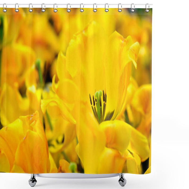 Personality  Blossoming Tulips Close Up Background Shower Curtains