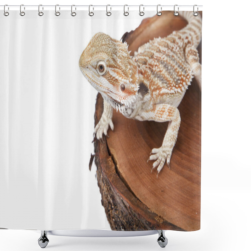 Personality  Bearded Dragon On The Wood With White Background Shower Curtains