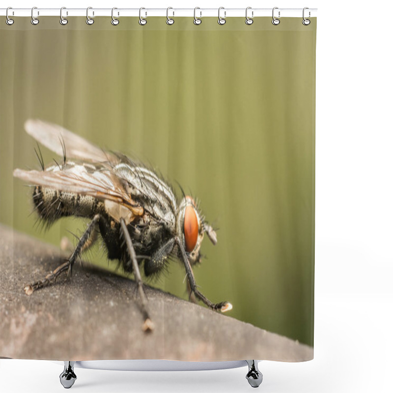 Personality  The Common Housefly Shower Curtains